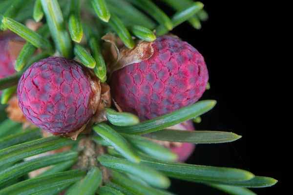 Jonge mannelijke bloemen op een Europese sparren — Stockfoto