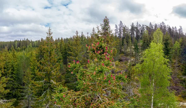 Young cones of an European spruce — 스톡 사진