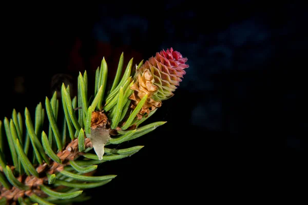 Cones jovens de um abeto europeu — Fotografia de Stock