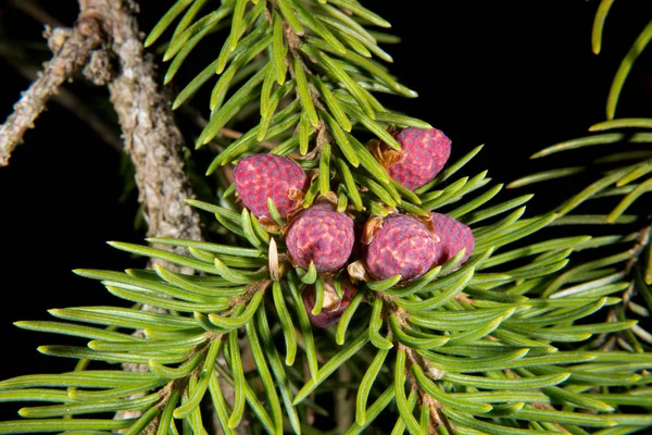 Unga hanblommor på en europeisk gran — Stockfoto