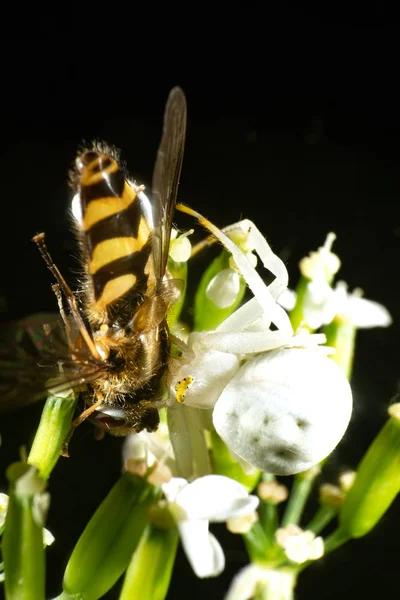 Araña cangrejo blanca con presa — Foto de Stock