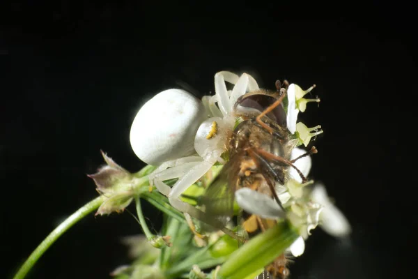 White crab spider with prey — Stock Photo, Image