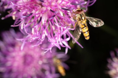 marmelat hoverfly