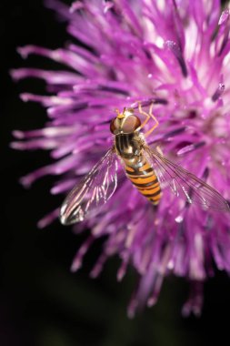 marmelat hoverfly
