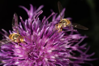 marmelat hoverfly