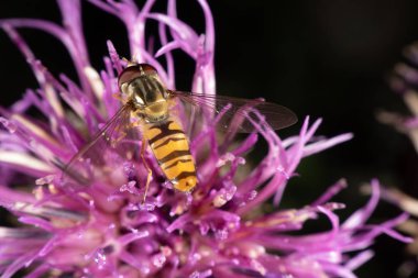 marmelat hoverfly