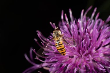 marmelat hoverfly