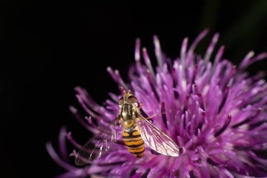 marmelat hoverfly