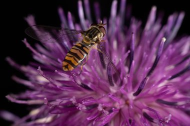 marmelat hoverfly