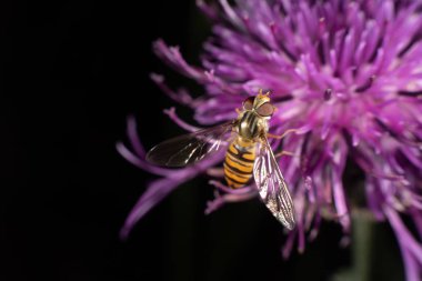 marmelat hoverfly