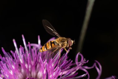 marmelat hoverfly