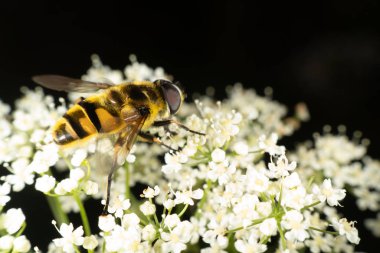 Yeşil ve sarı Çayır ve orman