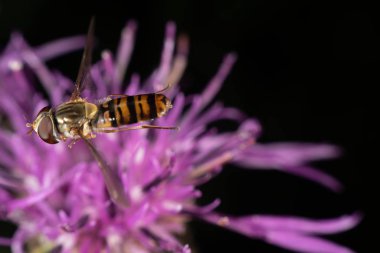 marmelat hoverfly