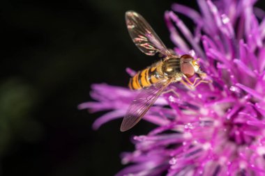 marmelat hoverfly