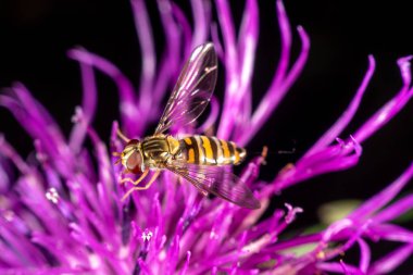 marmelat hoverfly