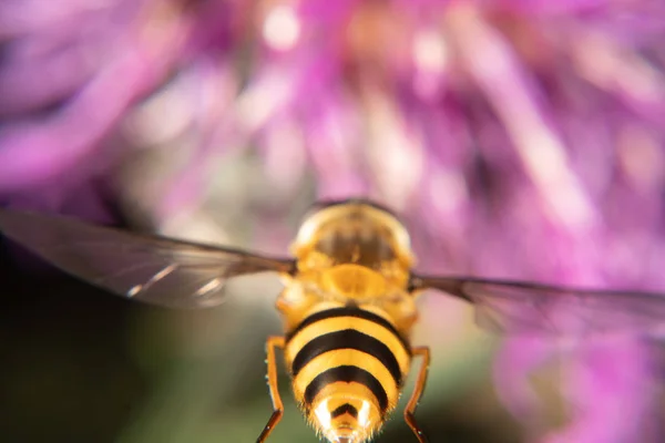 Marmelat hoverfly — Stok fotoğraf