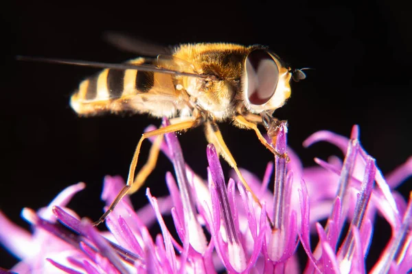 Marmelat hoverfly — Stok fotoğraf