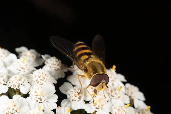 緑と黄色の牧草地と森 — ストック写真