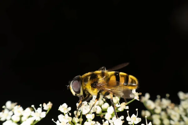 Groene Gele Weide Bos — Stockfoto