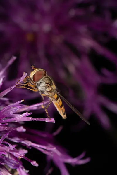 Marmalade hoverfly — Stock Photo, Image