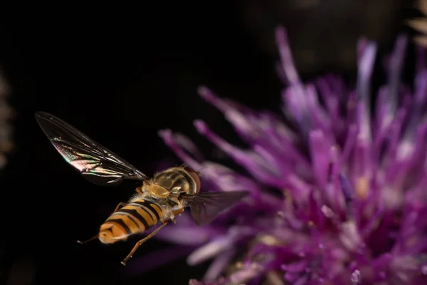 Μαρμελάδα hoverfly — Φωτογραφία Αρχείου