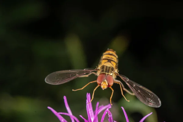 Marmalade hoverfly — Stock Photo, Image