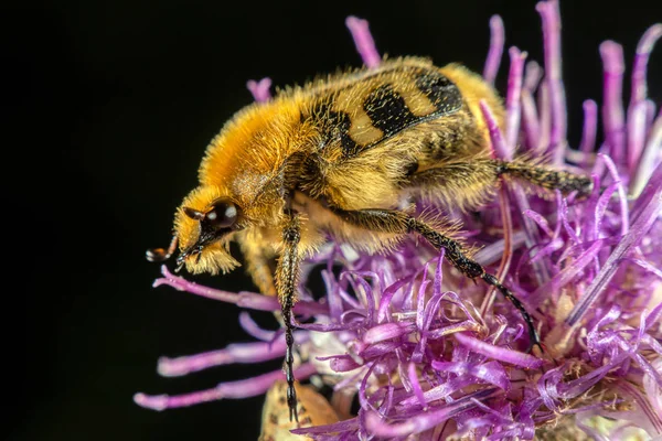 벌 딱정벌레 — 스톡 사진