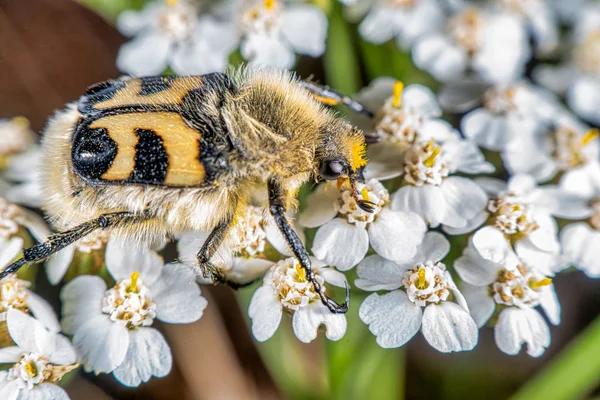 Bee-bogarat — Stock Fotó