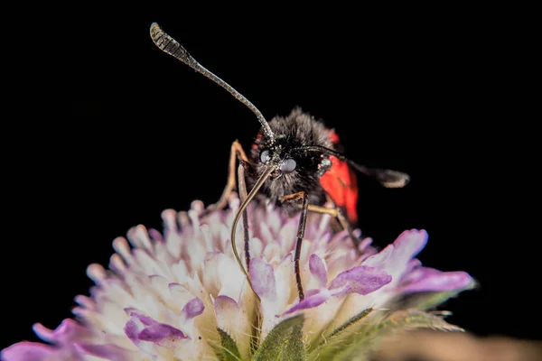 Burnet nachtvlinder — Stockfoto