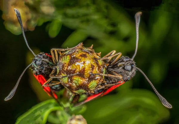 Burnet moth — Stock Photo, Image