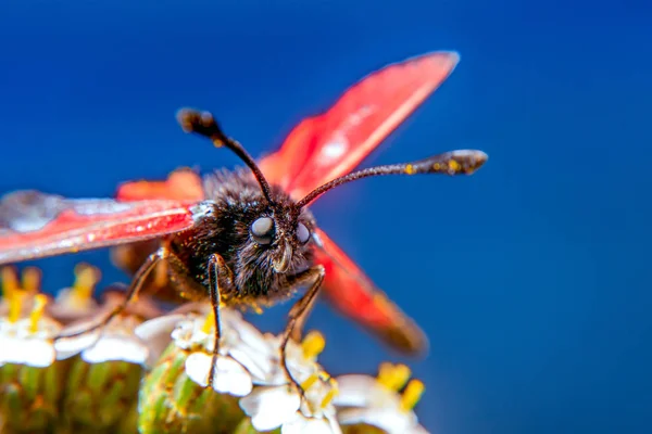 Burnet moth — Stock Photo, Image