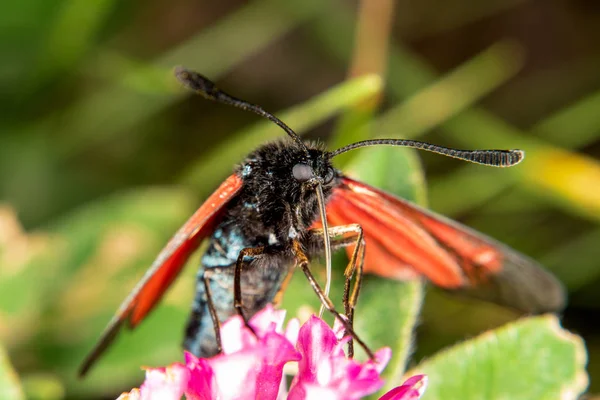 Burnet nachtvlinder — Stockfoto