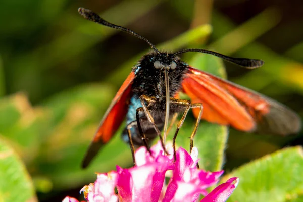 Burnet nachtvlinder — Stockfoto