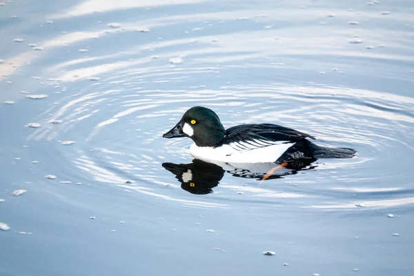 Ortak goldeneye — Stok fotoğraf