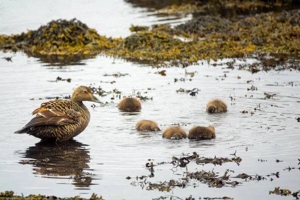 Wspólne eider — Zdjęcie stockowe