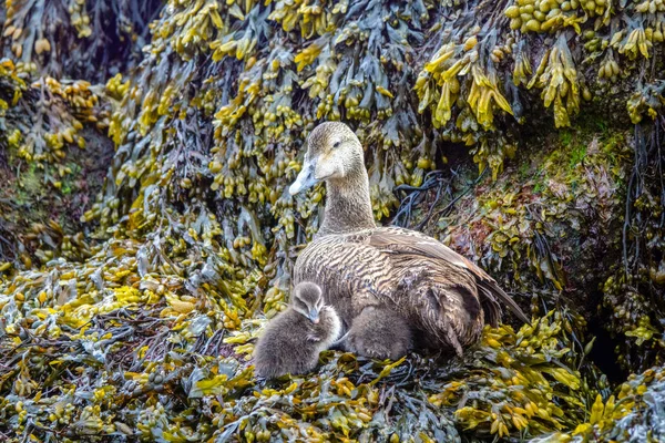 Eider común — Foto de Stock