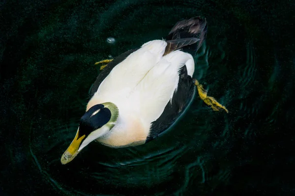 Wspólne eider — Zdjęcie stockowe