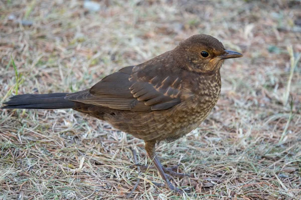 Amsel — Stockfoto