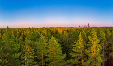 orman içinde erken sonbahar