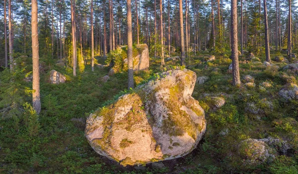 Bosque perenne — Foto de Stock