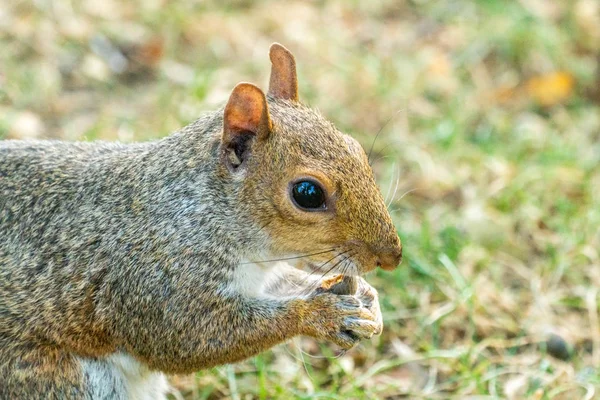 Östliches Grauhörnchen — Stockfoto