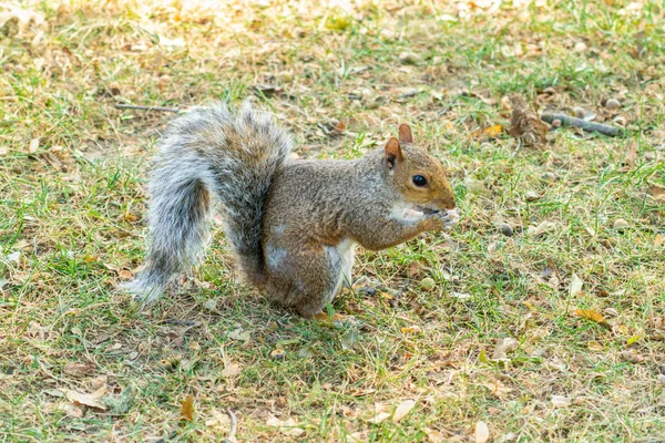 Eastern gray squirrel — Stock Photo, Image