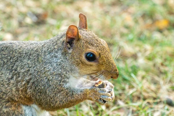 Eastern gray squirrel — Stock Photo, Image