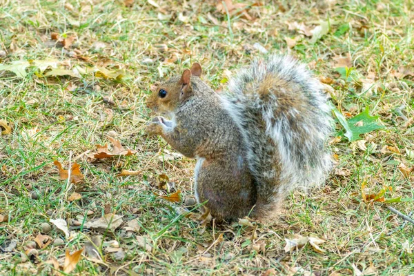 Östliches Grauhörnchen — Stockfoto