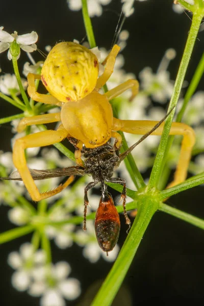Rák sárga pók — Stock Fotó