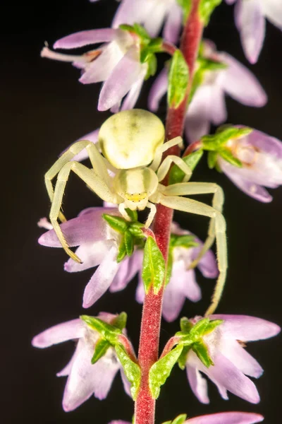 Ragno di granchio di fiore — Foto Stock