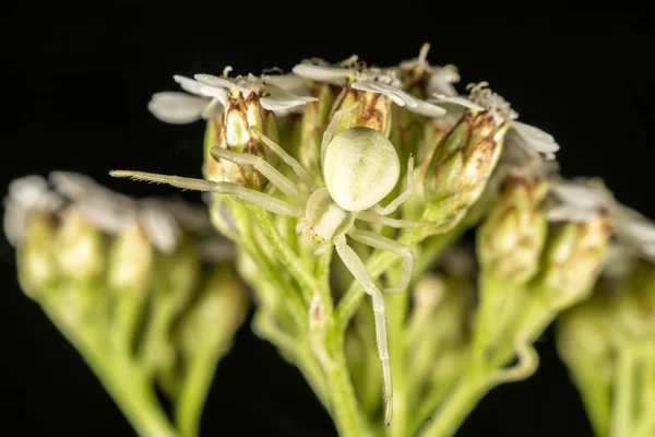 Virág rák pók — Stock Fotó