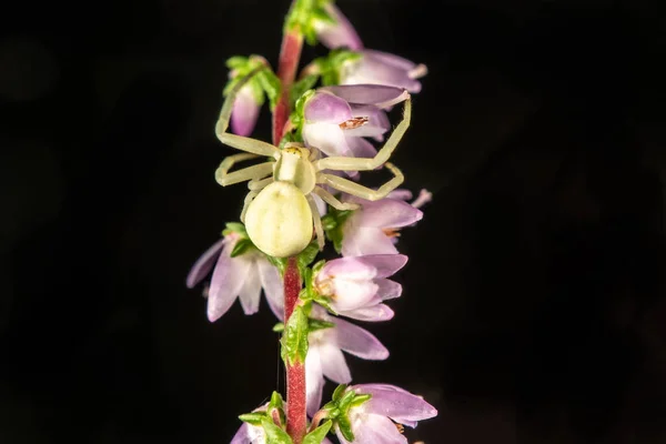 Bloem krab spin — Stockfoto