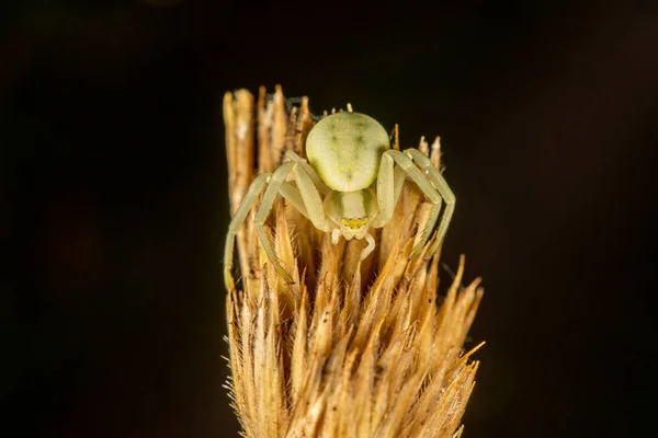 Цветочный крабовый паук — стоковое фото