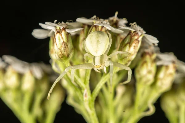 花カニのクモ — ストック写真